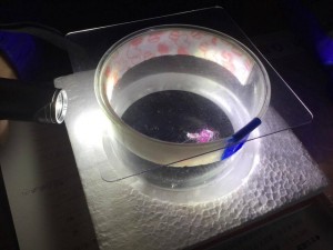 Observing paths taken by elementary particles in a cloud chamber