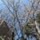 The Sakura of Oshu