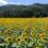 Information on events that bring color to Iwate